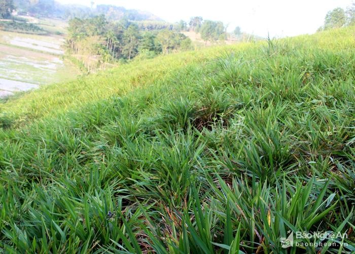 Cây hương bài là một loại cây thảo mộc bản địa, sống tự nhiên trên các vùng rừng núi, phân bổ hầu khắp từ Bắc đến Nam. Lá cây hương bài sắp xếp trên thân cây xòe ra trông giống như thẻ bài, rễ có mùi thơm nên gọi là hương bài. Từ xa xưa người dân phía Bắc và miền Trung đã sử dụng cây hương bài để làm nguyên liệu sản xuất hương đốt.